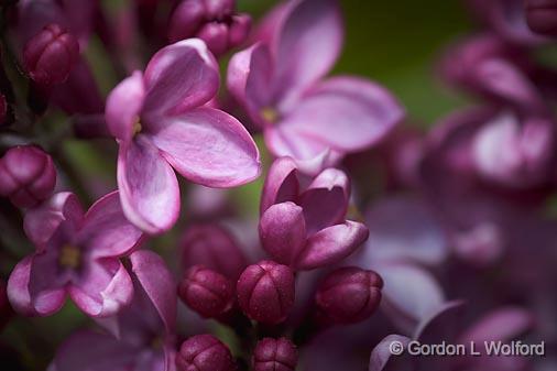 Lilac Closeup_53652.jpg - Photographed at Ottawa, Ontario - the Capital of Canada.